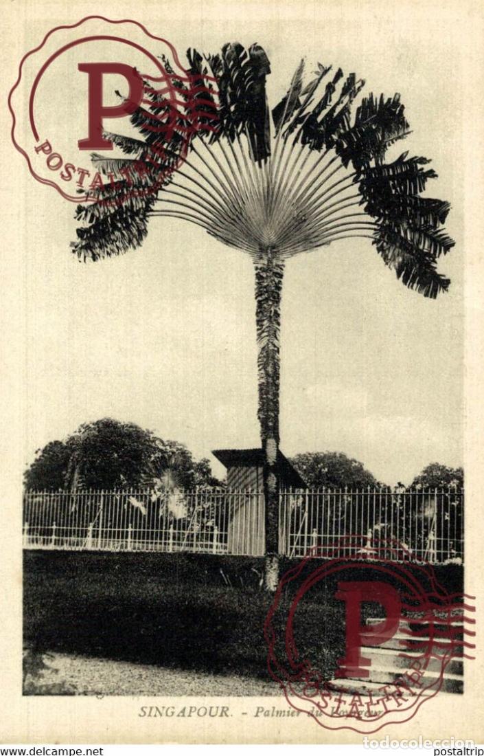 Postales: SINGAPUR SINGAPOUR. PALMIER DU VOYAGEUR.