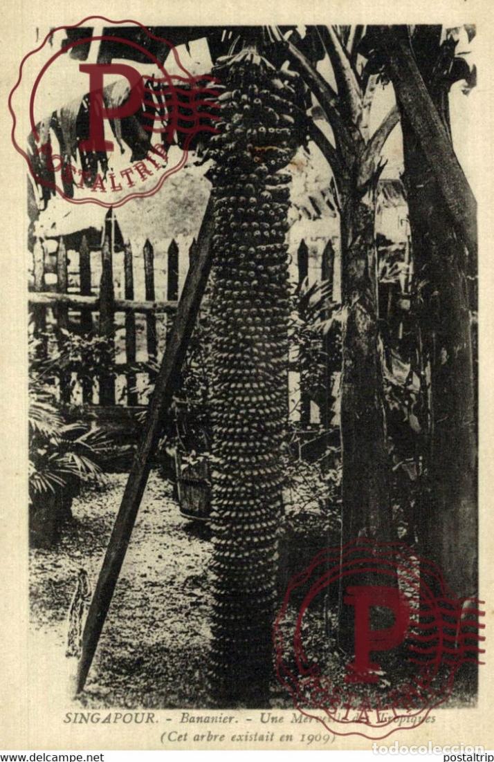 Postales: SINGAPUR SINGAPOUR. BANANIER.