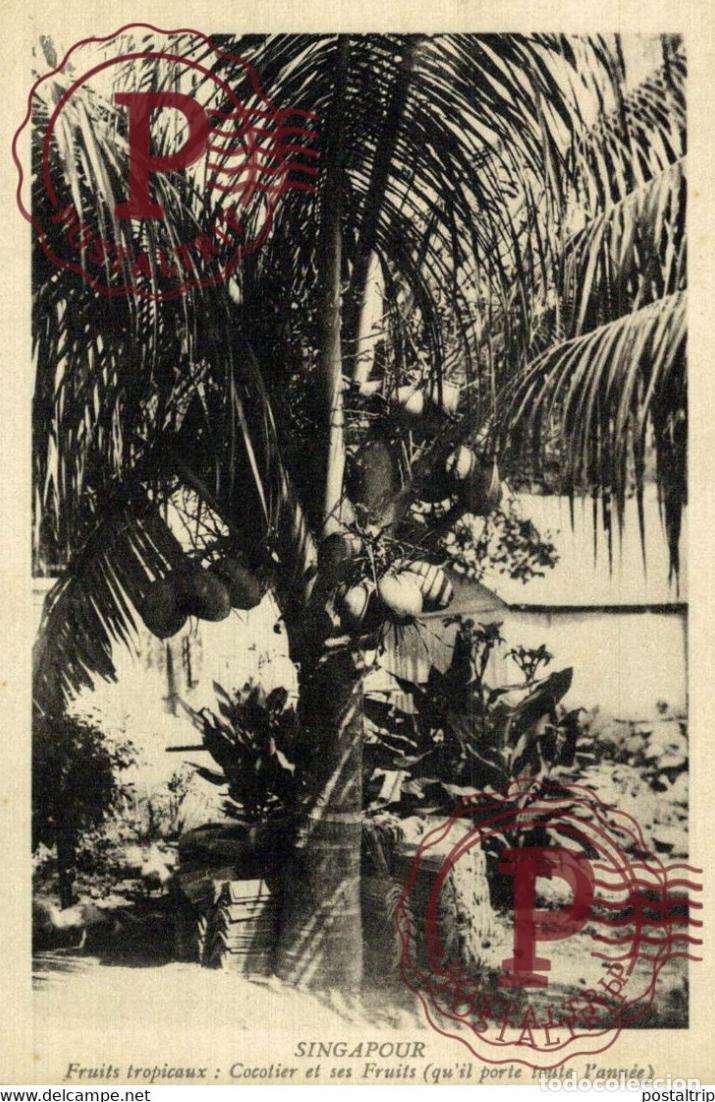 Postales: SINGAPUR SINGAPOUR. COCOTIER
