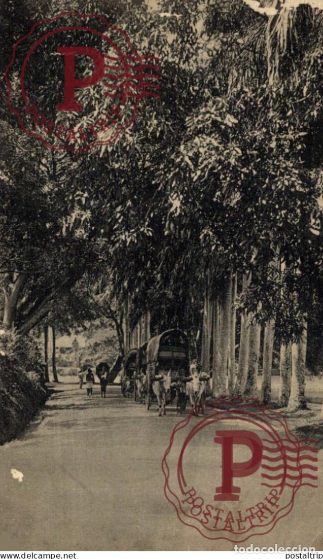 Postales: SRI LANKA CEYLON. PERADENIYA ROAD KANDY