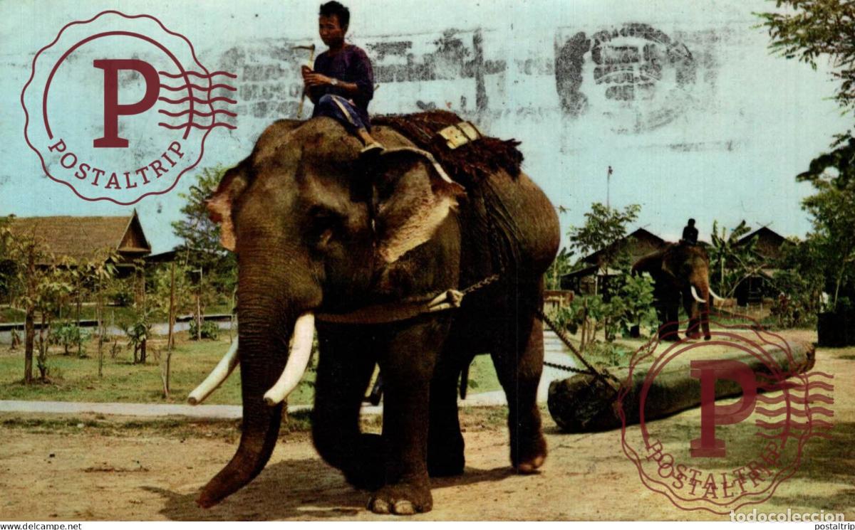 Postales: TAILANDIA. THAI ELEPHANT PULLING THE TEAK LOG
