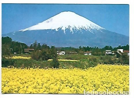 Postales: MT. FUJI - RAPE-BLOSSOMS AND MT. FUJI / JAPON