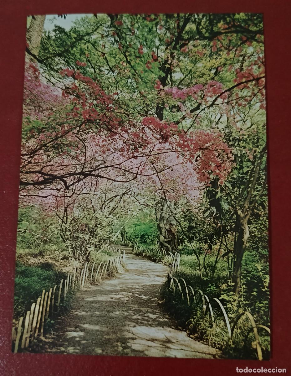 Postales: CAMINO DE CEREZOS EN FLOR -( SAKURA ) TOKYO - JAPON 1960