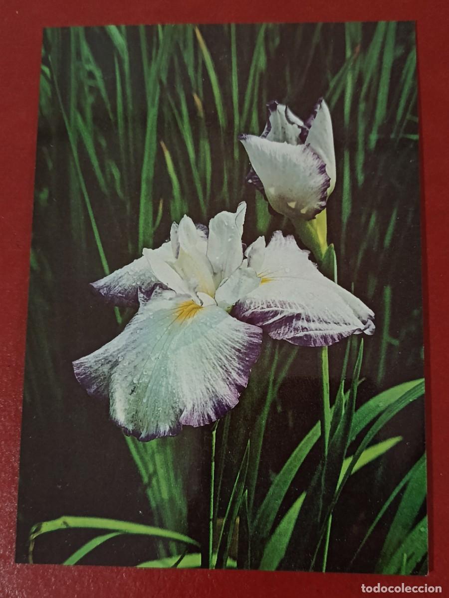 Postales: FLOR DE IRIS JAPON&Eacute;S ( IRIS ENSATA ) - JAP&Oacute;N 1960