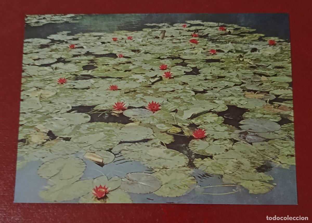 Postales: ESTANQUE CUBIERTO NEN&Uacute;FARES CON FLORES ROJAS - SANTUARIO MEIJI JINGU - JAP&Oacute;N 1960