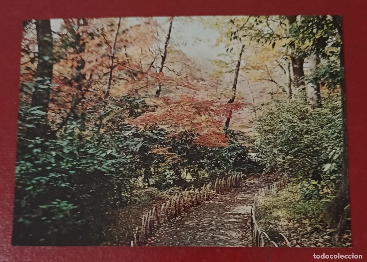 Postales: FOLLAJE DE OTO&Ntilde;O EN EL JARD&Iacute;N SANTUARIO MEIJI - TOKIO - JAP&Oacute;N 1960