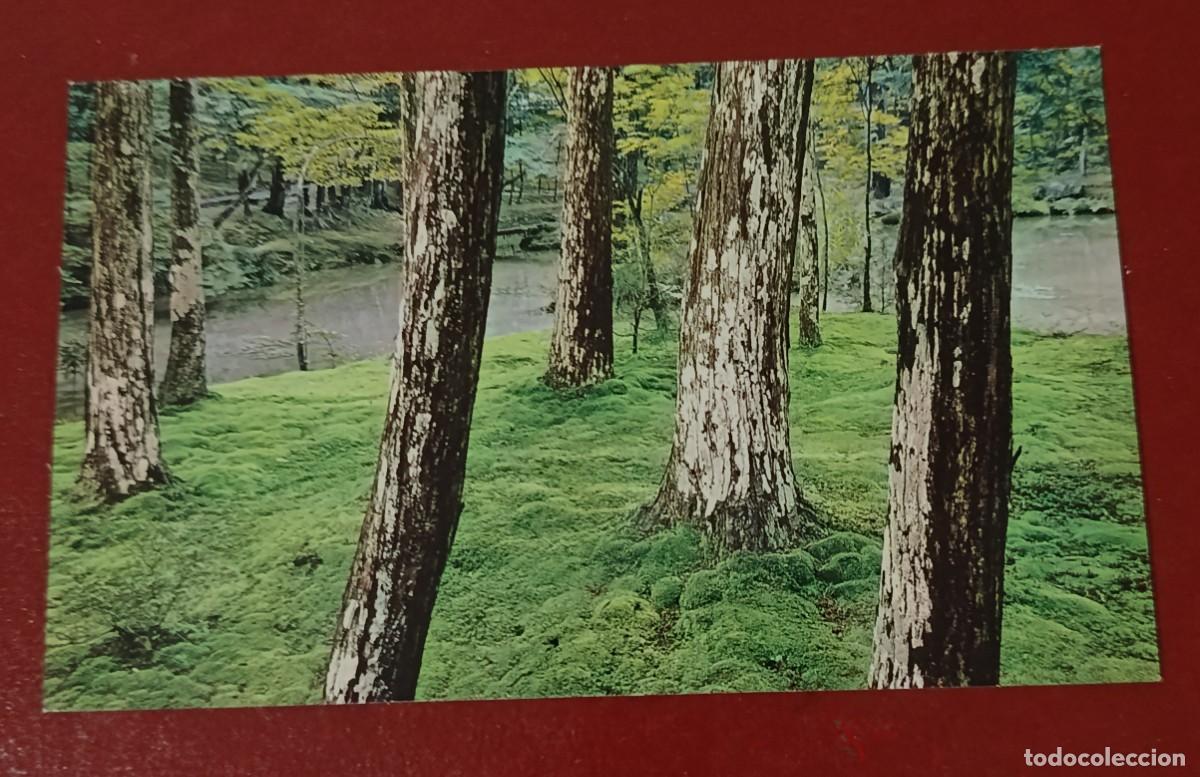 Postales: BOSQUE DEL TEMPLO SAIHO JI - KYOTO - JAP&Oacute;N