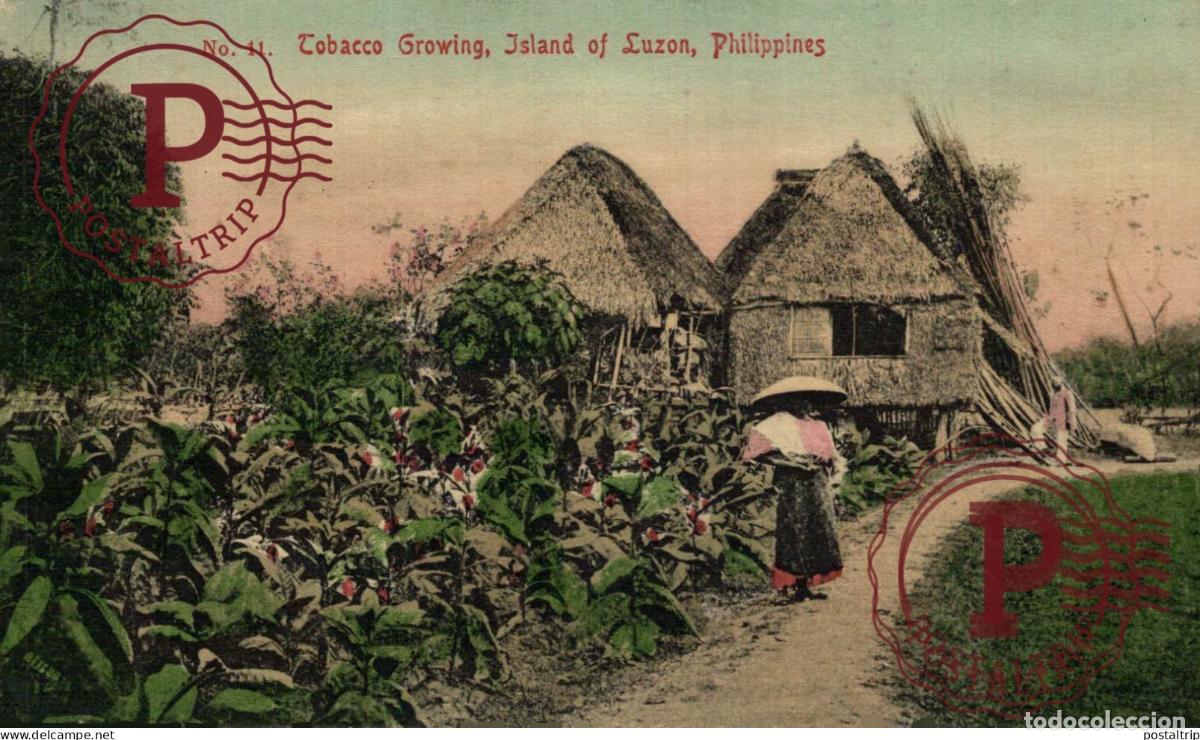 Postais: FILIPINAS. PHILIPPINES. TOBACCO GROWING, ISLAND OF LUZON.