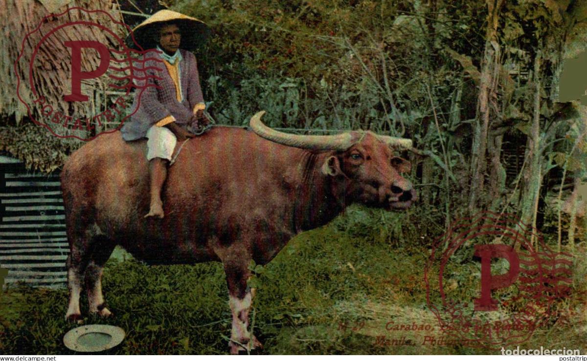 Postales: FILIPINAS. PHILIPPINES. CARABAO. BEAST OF BURDENS. MANILE. MANILA.