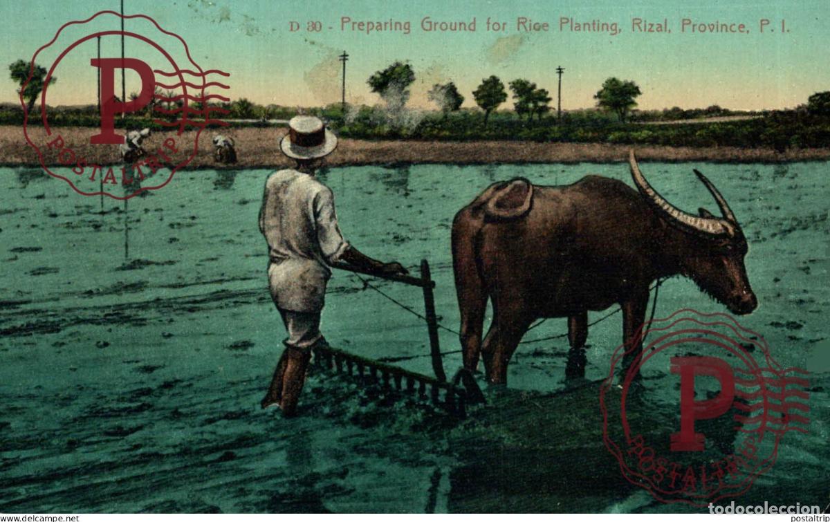 Postales: FILIPINAS. PHILIPPINES. PREPARING GROUND FOR RICE PLANTING. RIZAL.