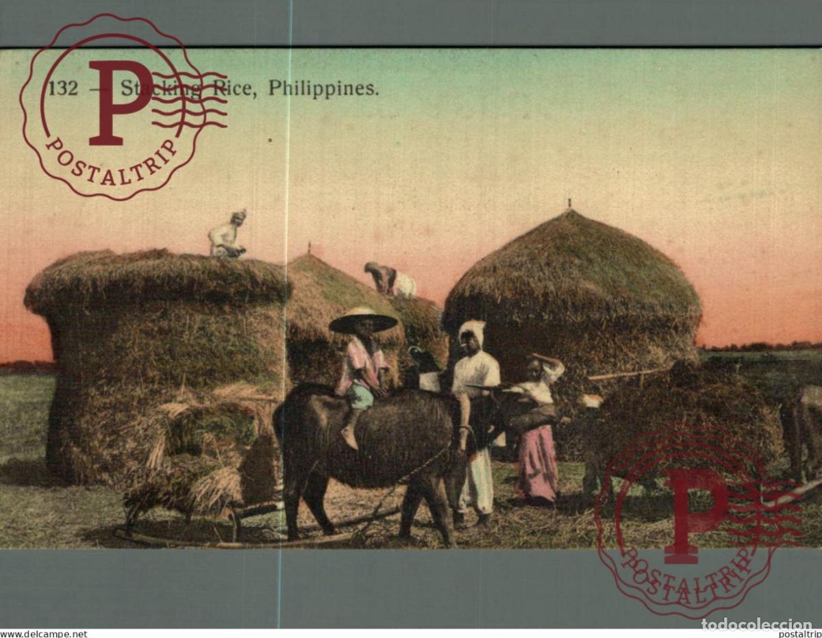 Postales: FILIPINAS. PHILIPPINES. STACKING RICE.
