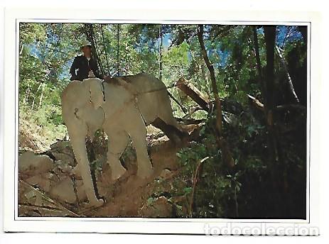 Postales: IN LESS RUGGED COUNTRY TRACTORS HAVE REPLACED ELEPHANS.- THAILAND