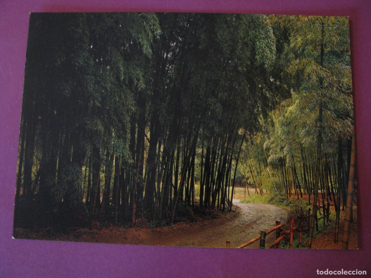 Postales: POSTAL DE JAPON. BOSQUE SE BAMB&Uacute;, KIOTO, KYOTO