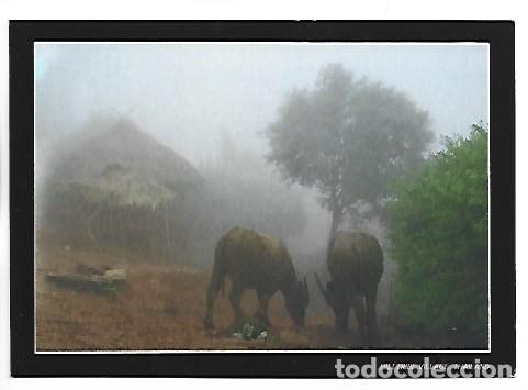Postales: HILLTRIBE VILLAGE.- THAILAND