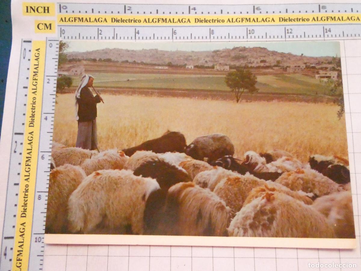Postales: POSTAL DE ISRAEL. BEL&Eacute;N BETHLEHEM PASTOR OVEJAS. 3003