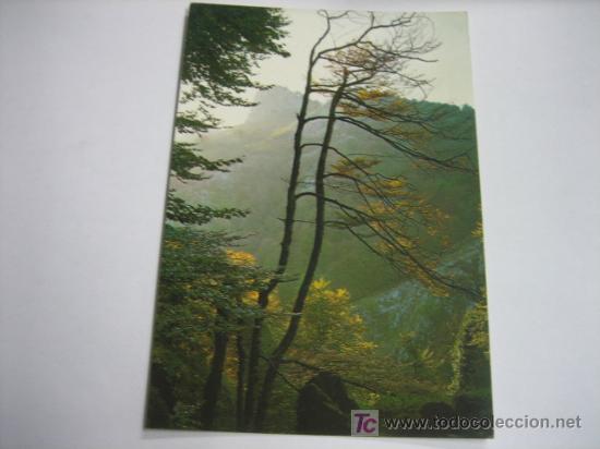 Postales: PARQUE NACIONAL DE COVADONGA - Foto 1