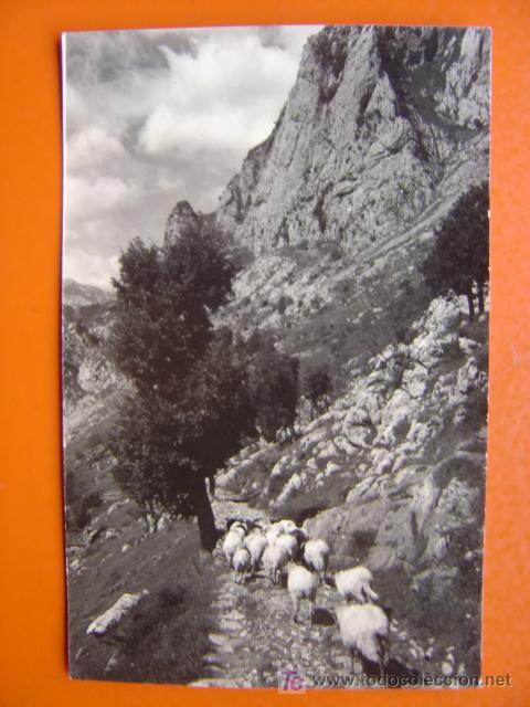 Postales: CABRALES - Foto 1