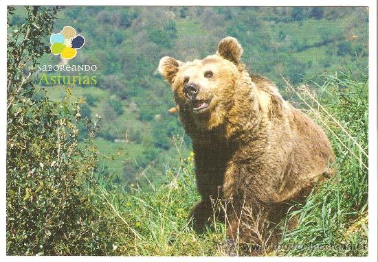 Postales: ASTURIAS. OSO. - Foto 1