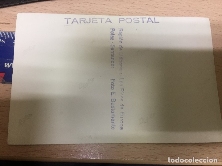 Postales: Foto Postal de Cantabria Región de Liébana. Oso muerto con cazadores. Potes – Santander. E. Bustaman - Foto 2 - 46946174