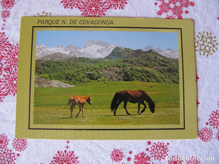 Postales: 215 COVADONGA PARQUE CABALLOS SIN CIRCULAR - Foto 1
