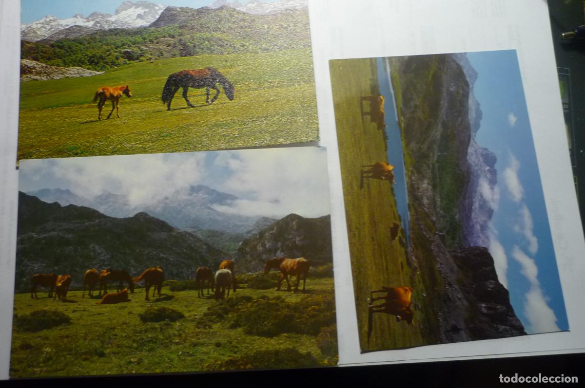 Postales: lote postales covadonga div aspectos cm - Foto 1