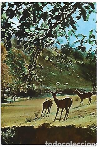 Postales: CIERVOS EN LOS MONTES DE FRAMA.- PICOS DE EUROPA