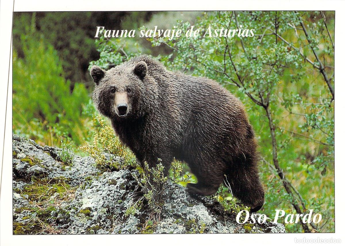 Postales: Tarjeta Postal Oso Pardo Fauna Salvaje de Asturias