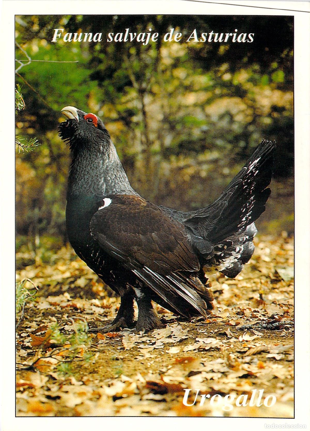 Postales: Postal Fauna Salvaje de Asturias - Ave Urogallo en el Bosque