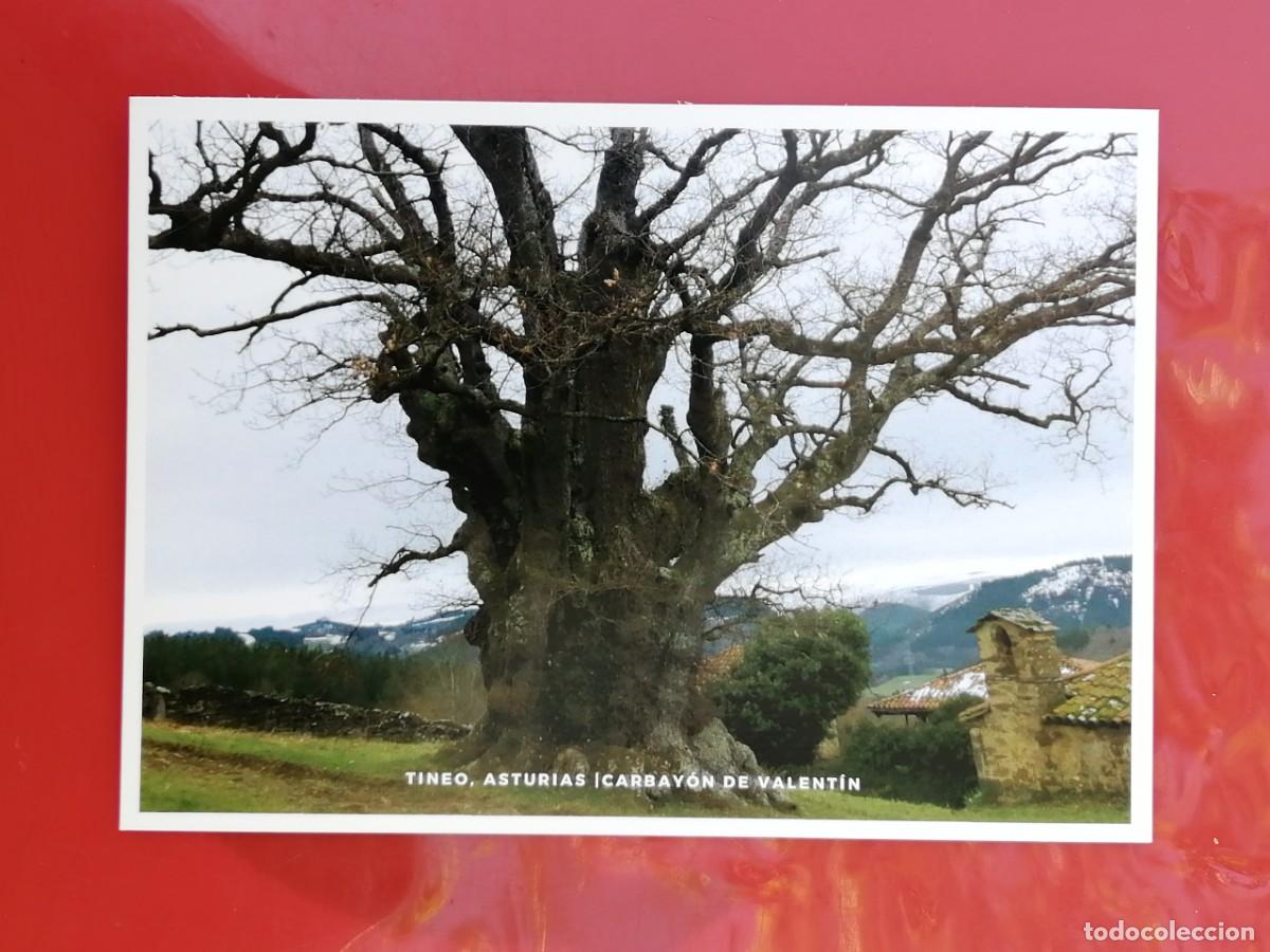 Postales: POSTAL 18802 NUEVA- TINEO ASTURIAS CARBAYON DE VALENTIN -ARBOL FLORA