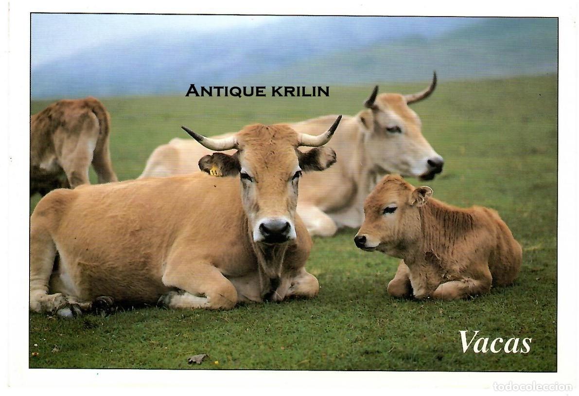 Postales: ASTURIAS N&ordm; 401 VACAS / EXCL. MORO - ESCUDO DE ORO / SIN FRANQUEAR
