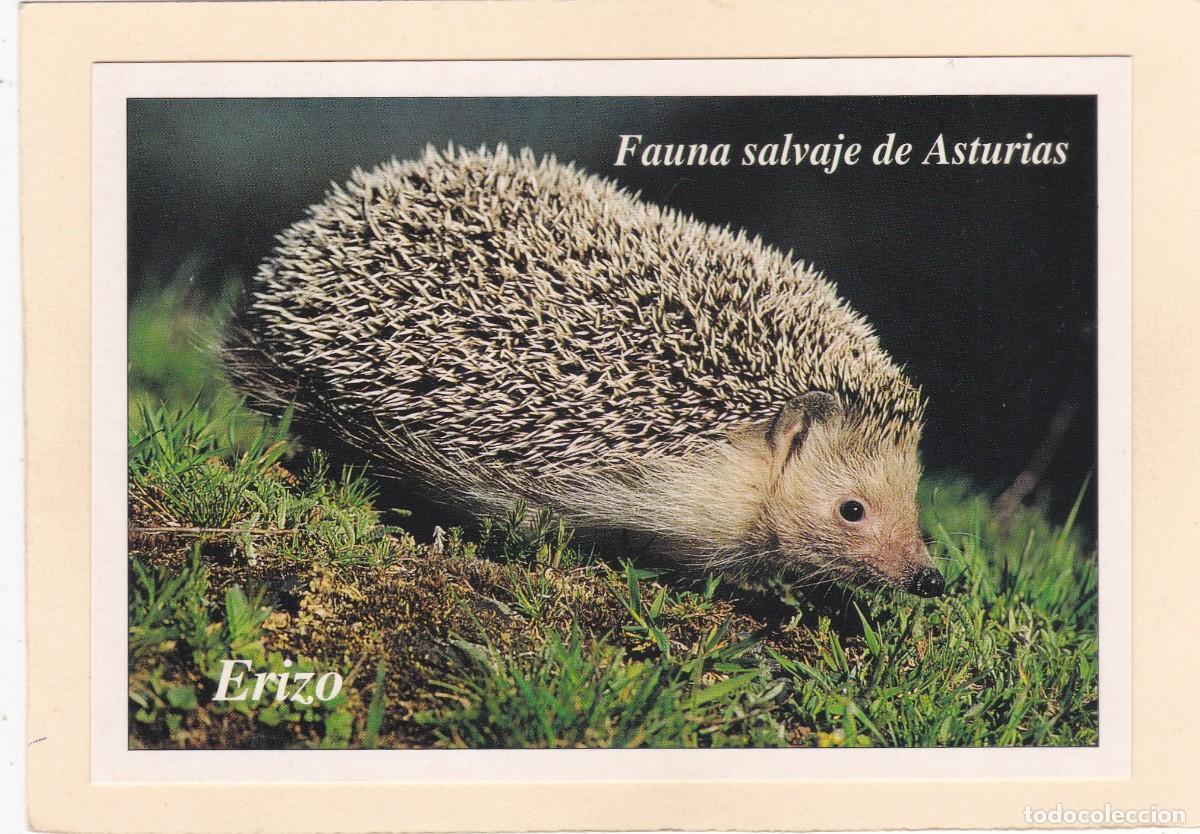 Postales: FAUNA SALVAJE DE ASTURIAS - ERIZO
