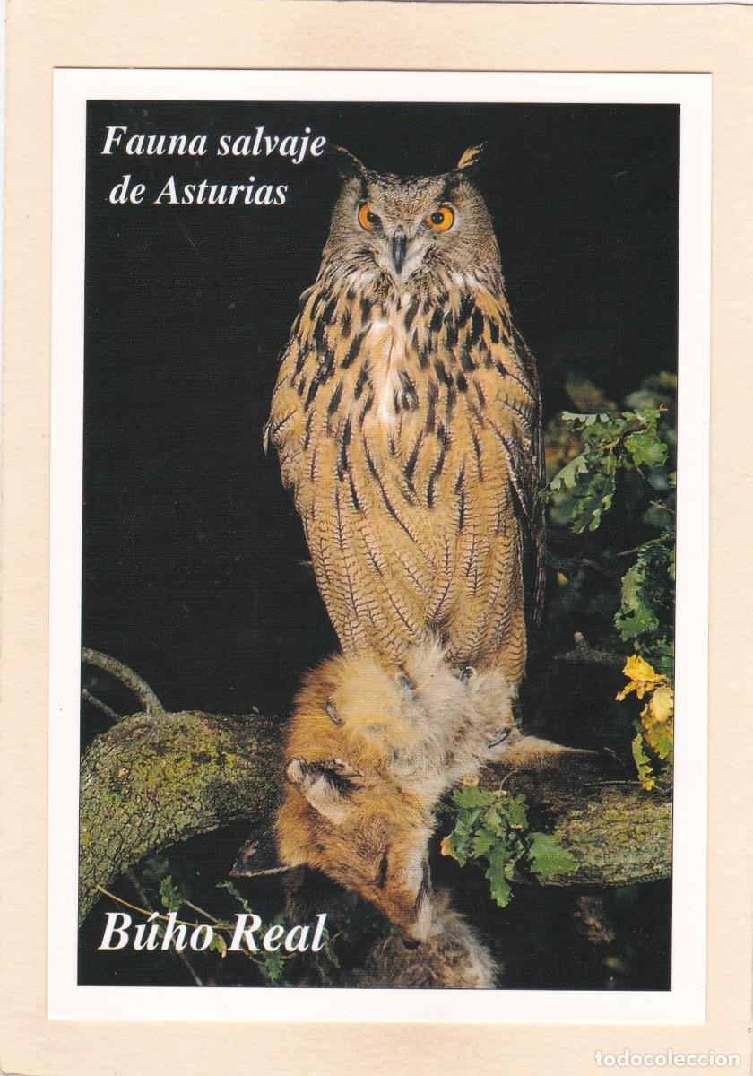 Postales: FAUNA SALVAJE DE ASTURIAS - B&Uacute;HO REAL (1996)