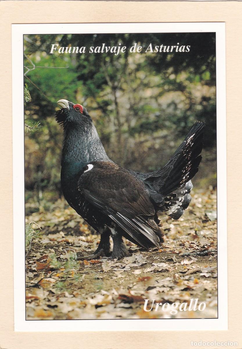 Postales: FAUNA SALVAJE DE ASTURIAS - UROGALLO (1996)