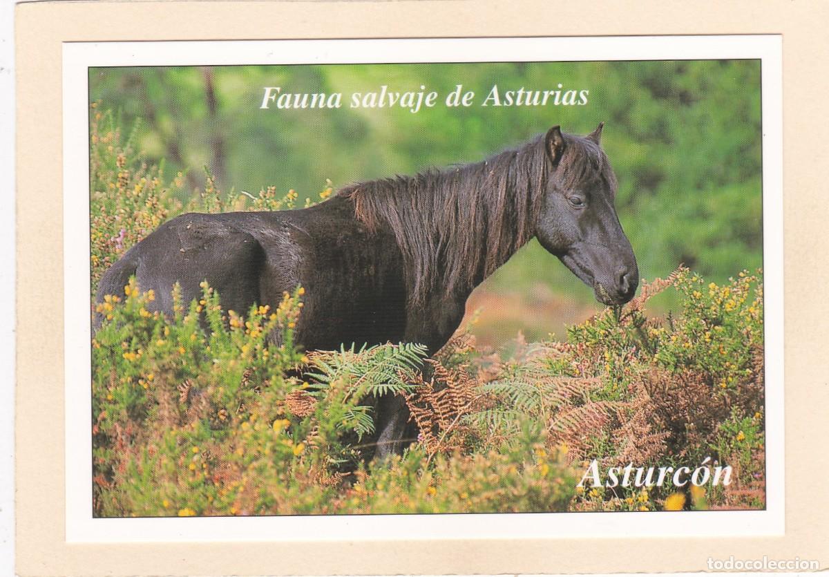 Postales: FAUNA SALVAJE DE ASTURIAS - ASTURCON (1996)
