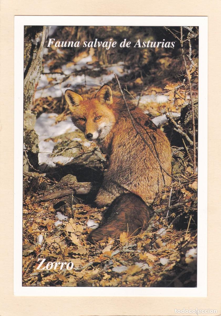 Postales: FAUNA SALVAJE DE ASTURIAS - ZORRO (1996)