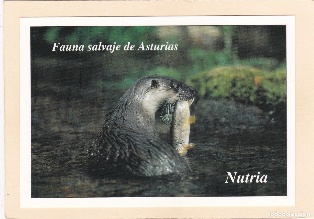 Postales: FAUNA SALVAJE DE ASTURIAS - NUTRIA (1996)