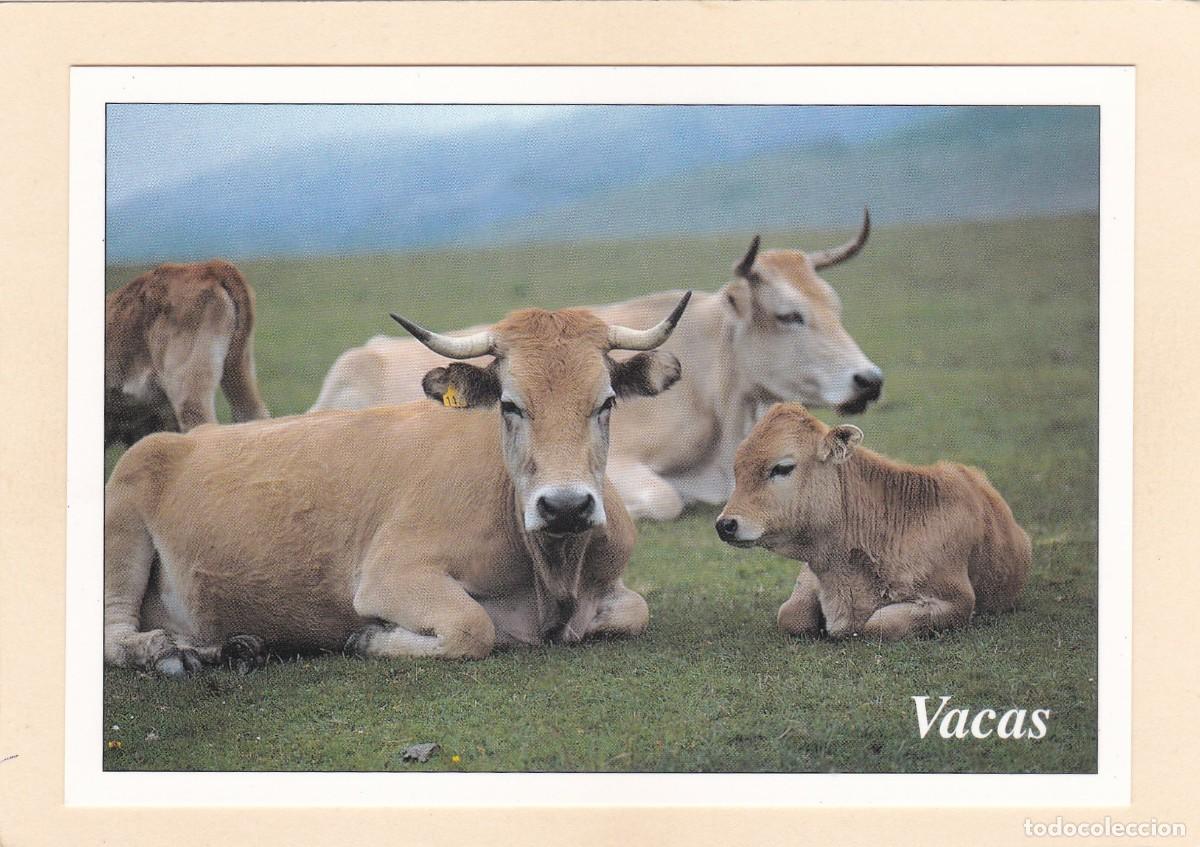 Postales: FAUNA SALVAJE DE ASTURIAS - VACAS (1996)