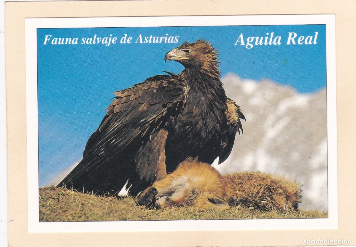 Postales: FAUNA SALVAJE DE ASTURIAS - AGUILA REAL (1996)