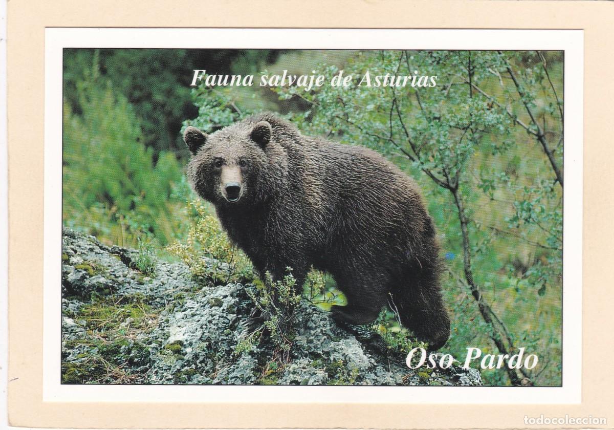 Postales: FAUNA SALVAJE DE ASTURIAS - OSO PARDO (1995)