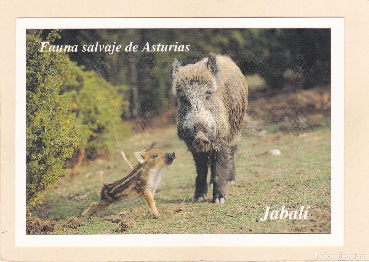 Postales: FAUNA SALVAJE DE ASTURIAS - JABAL&Iacute; (1996)