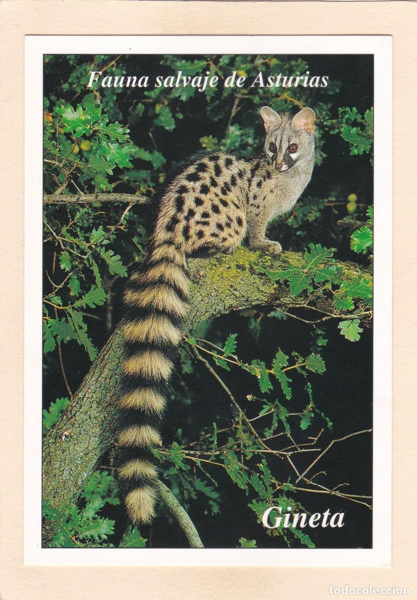 Postales: FAUNA SALVAJE DE ASTURIAS - GINETA (1995)