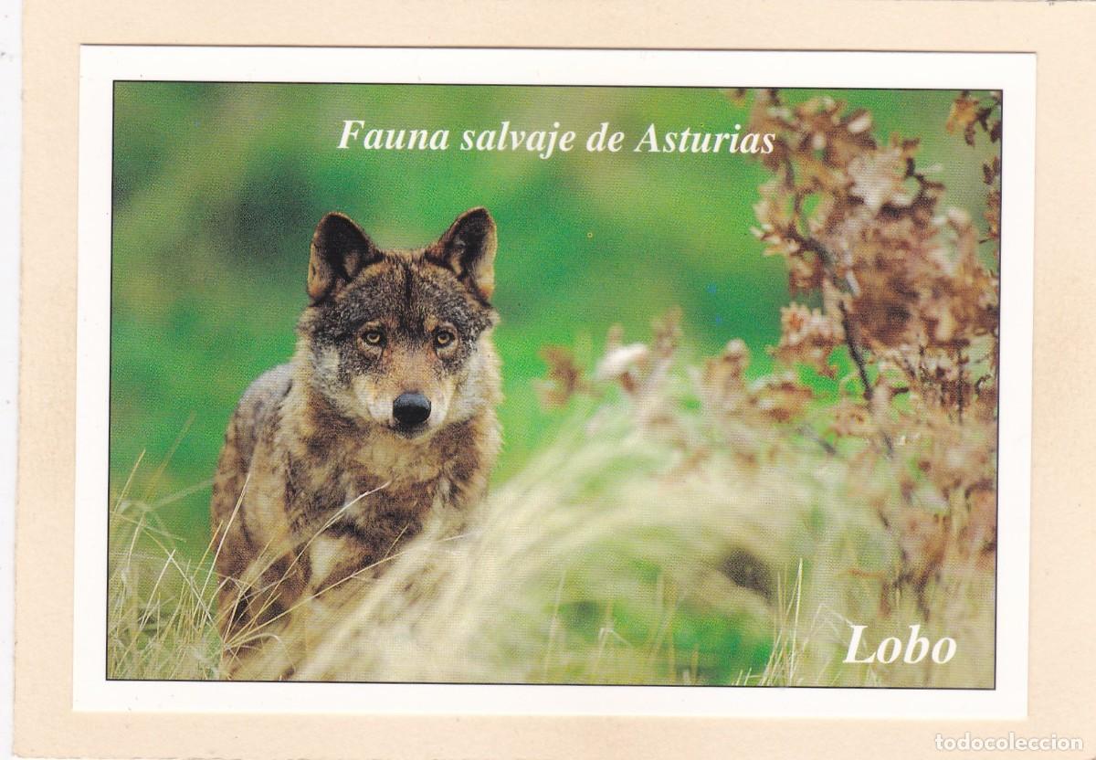 Postales: FAUNA SALVAJE DE ASTURIAS - LOBO (1995)