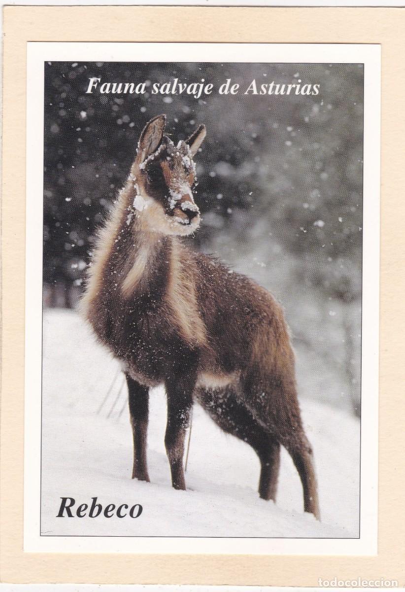 Postales: FAUNA SALVAJE DE ASTURIAS - REBECO (1995)