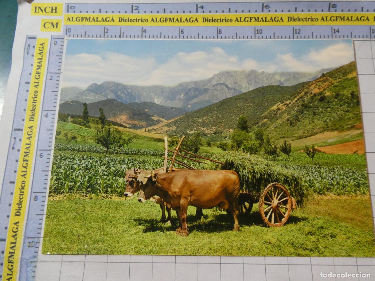 Postales: POSTAL DE ASTURIAS. A&Ntilde;O 1970. PAISAJE T&Iacute;PICO PICOS DE EUROPA BUEYES CARRETA 394 ALCE. 2879