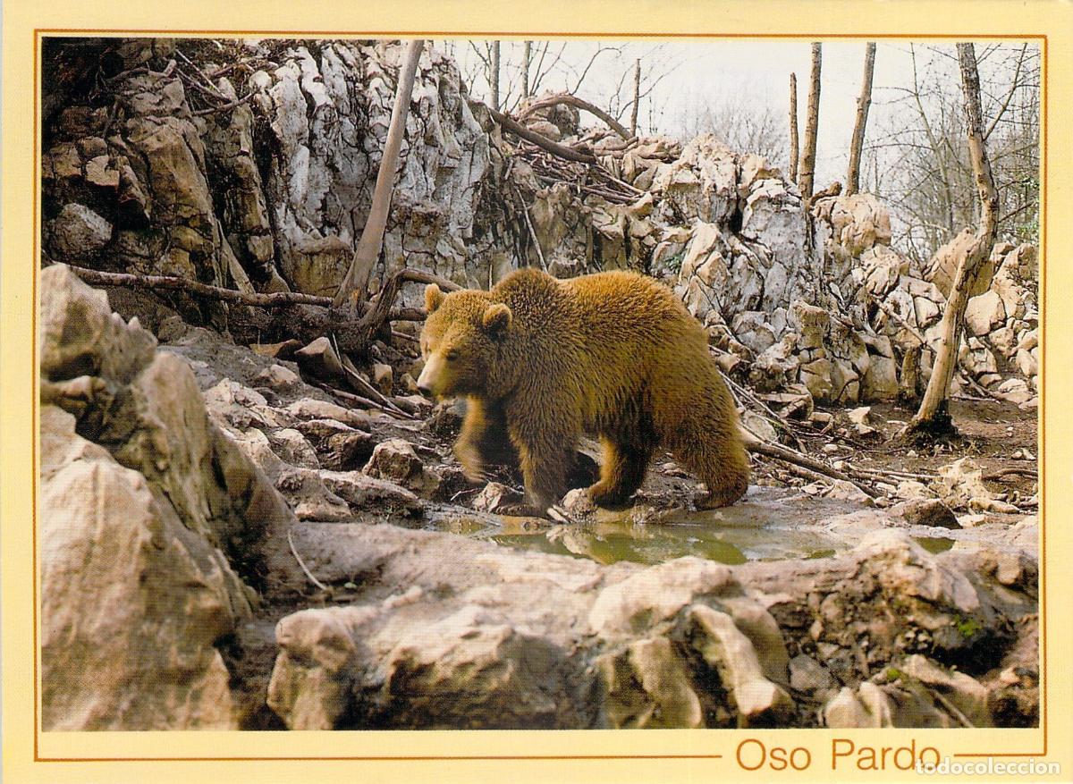 Postales: Postal de oso pardo en el centro de recuperaci&oacute;n Fauna-Astur