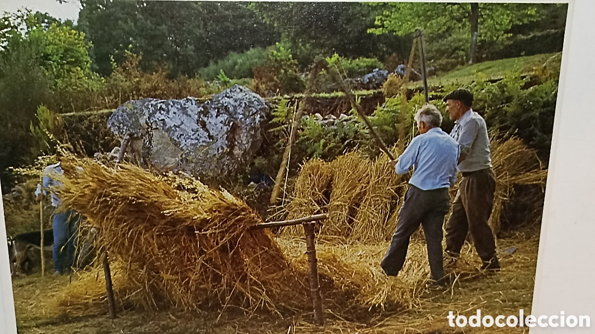 Postales: MINT. Trabajando el centeno Asturias