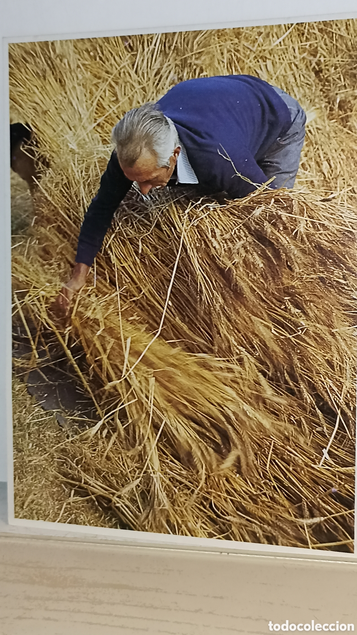 Postales: Mint adjuntando el centeno Asturias