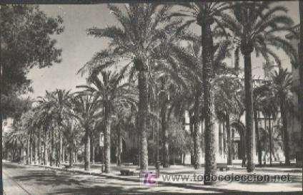 Postales: MALLORCA : Paseo de Sagrera y Lonja - Foto 1