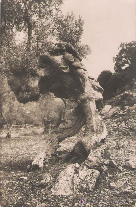 Postales: Oliveres de Valldemossa ( olivos) - Foto 1