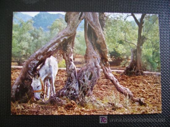 Postales: mallorca, olivos milenarios - Foto 1
